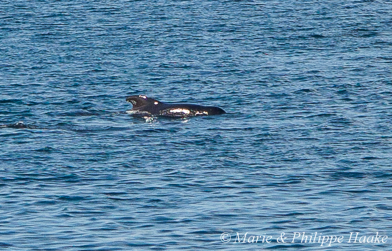 Globicephale 1621.jpg - Globicéphale durant la traversée en ferry de Lodingen à Bognes (Vestfjorden, Norvège, juin 2012)